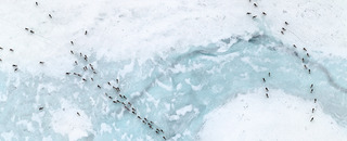 Caribou migration I (detail), from the Oil and the caribou series,Subhankar Banerjee