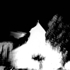 Gosugimoto_12