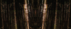 20120502033826-v_tebe_lesom_net_cut2