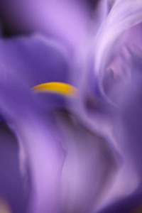 20120502074843-dancing_iris_i