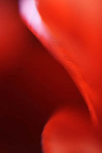 20120502080415-atouchoftulips4