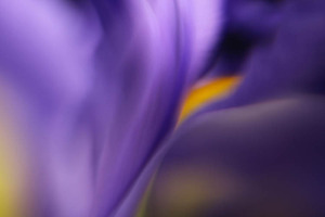 20120502081152-irisabstract2