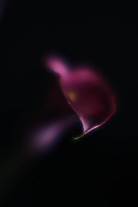 20120502081338-calla_for_you