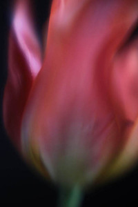 20120502081524-above1_img_8298