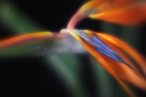 20120502082307-wild_beauty_1_