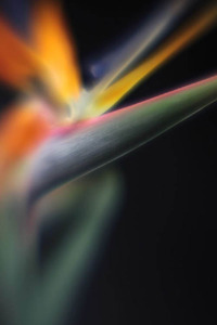20120502082412-wild_beauty_2