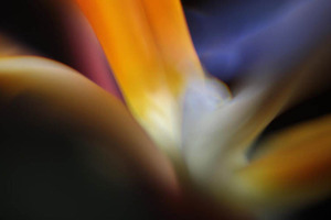 20120502082526-strelitziaconnection