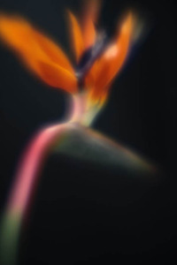 20120502082849-stalking_strelitzia