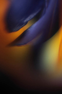 20120502083003-wings