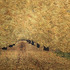 20120503072320-goldenleaves_lo