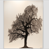 20120503204531-mighty_oak
