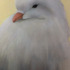 20120503213733-douglas_image