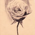 20120504193619-gul21x32