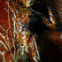 20120506082443-wayne_quilliam-from_the_lowanna_series_nr1_alu-dibond_140x80cm