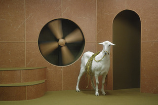 Goat Odyssey,Hayden Fowler