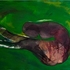 20120508064605-caught_in_a_trap