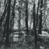 Friedman-untitled