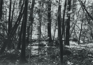 Friedman-untitled