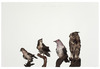 20120509012513-ghw_bird-2_big