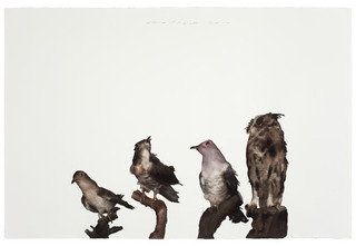 Bird No .2 ,Guo Hongwei