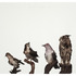 20120509012513-ghw_bird-2_big