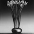 20120509085051-mapplethorpe_irises