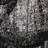 20120510113448-bomen26web