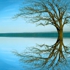 Zsingle_trees__h15dz