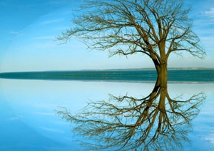 Zsingle_trees__h15dz