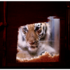 20120512095041-communicatiebeeld-charlotte-dumas-see-through_0