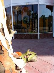 Giving Tree,Yarn Bombing Los Angeles, California Poppy Collective