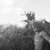 20120513202743-obs1hnjnmn