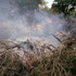 20120514101834-6_burningbrush