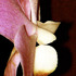 20120514125159-debra_kayata_orchid_abstract