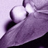 20120514125541-debra_kayata_orchid_man