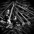 20120514131923-debra_kayata_black_pine_dew_drops
