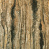 20120514155035-bark