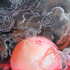 20120514174825-sarah_olson_smokey_belly