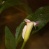 20120515010736-mom_s_lily