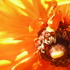 20120515034725-urbangold