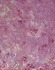20120515150149-imabutterfly
