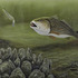 20120515171859-bad_day_for_shrimp1