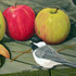 20120515195408-chickadee