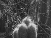 20120516205806-arie_cenkner_bluemoon_over_la_printfile
