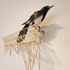 20120517160223-ymcabird_wbg_rt