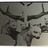 20120517173943-wolftree_