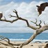 20120517193331-lunch_at_driftwood_beach_print