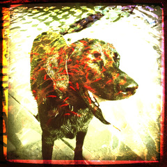 20120518144209-shadow_the_lucky_dog_4009