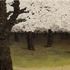 20120518213153-sakurashu