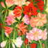 20120520063821-amaryllis_garden
